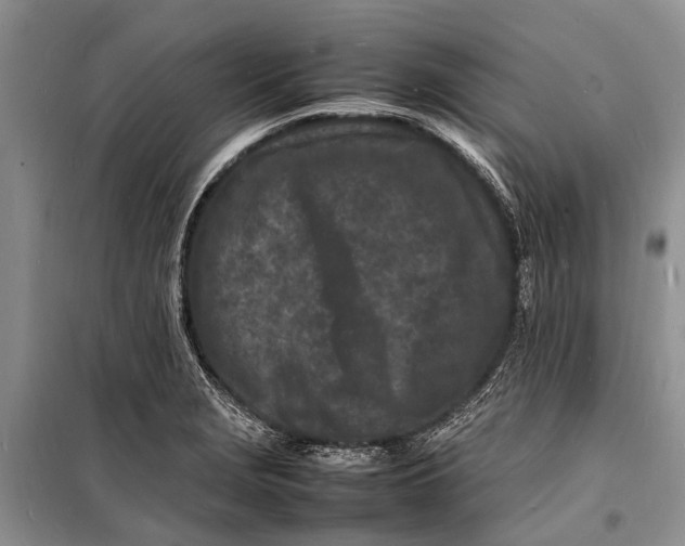 X0000098181229200805151133