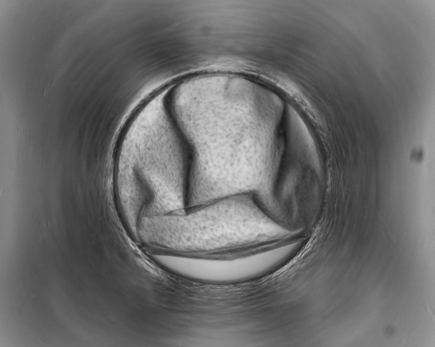 X0000098181232200805151133