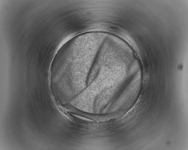 X0000098181242200805151133