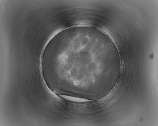 X0000098181243200805151133