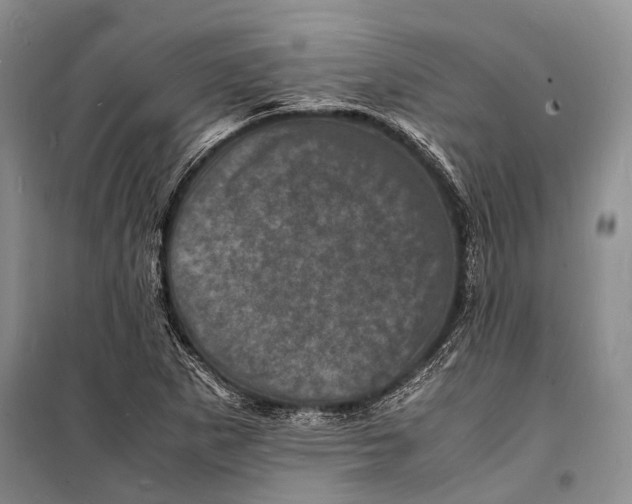 X0000098181265200805151132