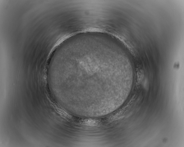 X0000098181266200805151132