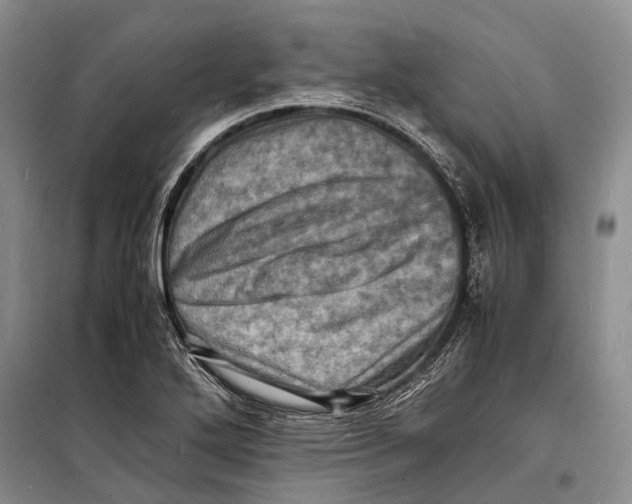 X0000098181272200805151132