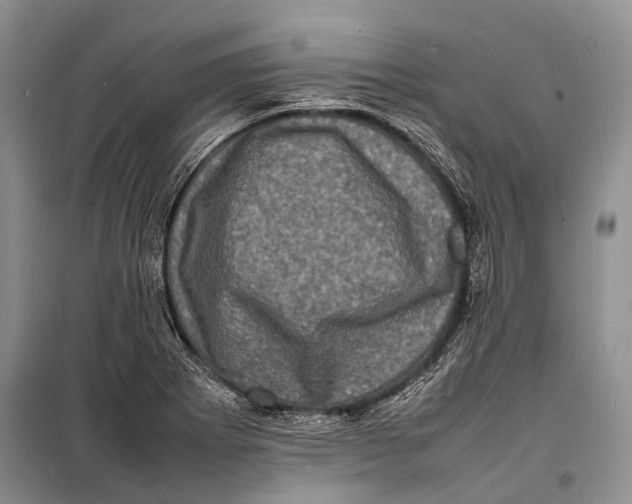 X0000098181273200805151132