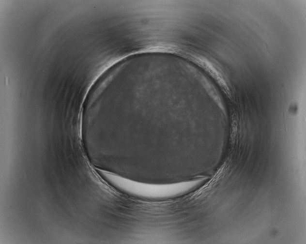 X0000098181276200805151132