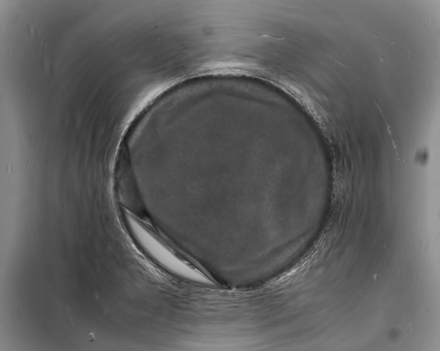 X0000098181277200805151132