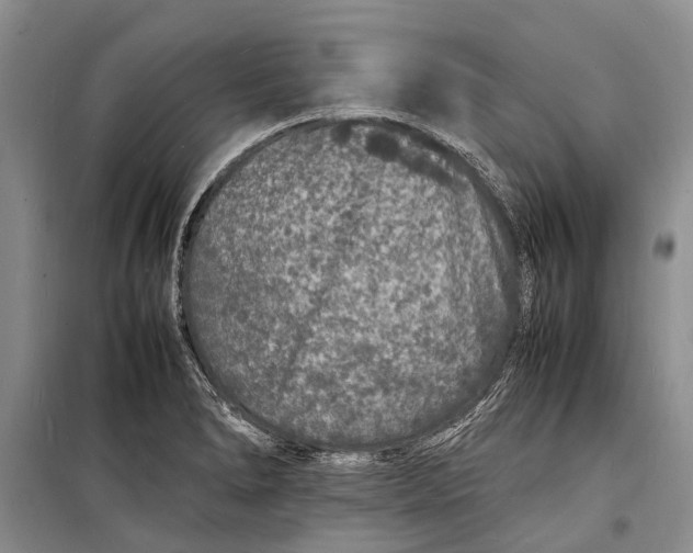 X0000098181278200805151132