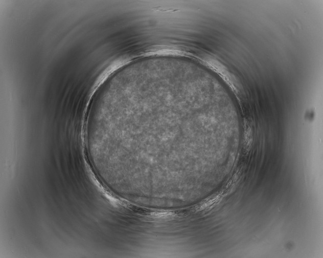 X0000098181282200805151132