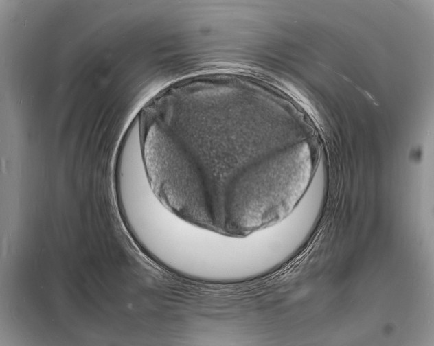 X0000098181283200805151132