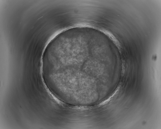 X0000098181286200805151132