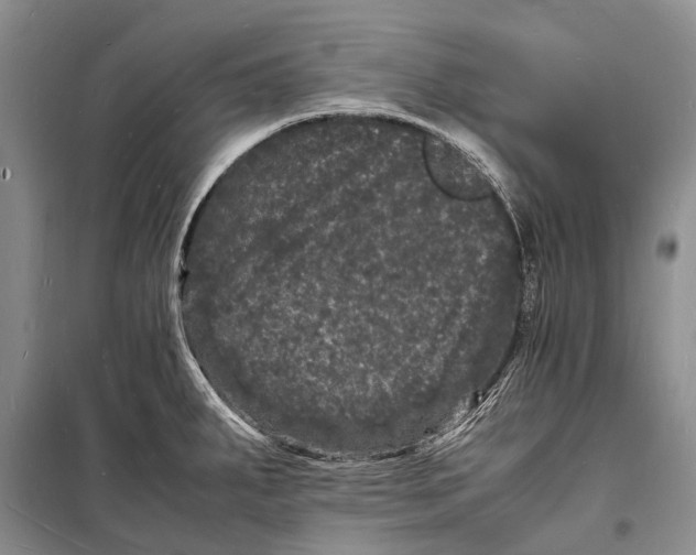 X0000098181287200805151132