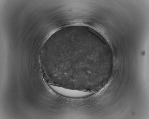 X0000098181289200805151132