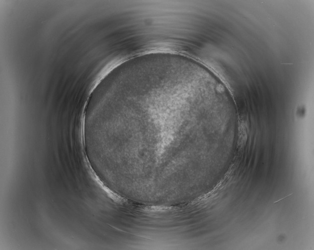 X0000098181290200805151132