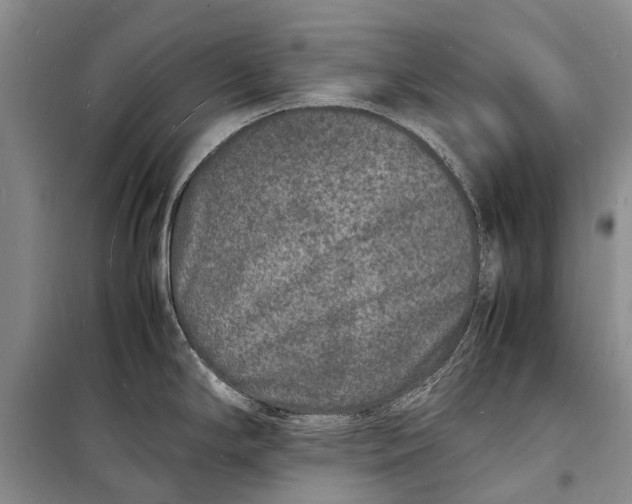 X0000098181294200805151132