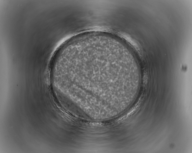 X0000098181310200805151131