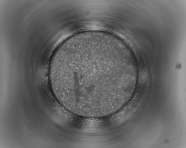 X0000098181314200805151131