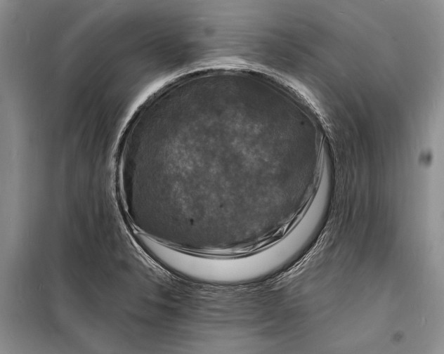 X0000098181326200805151131