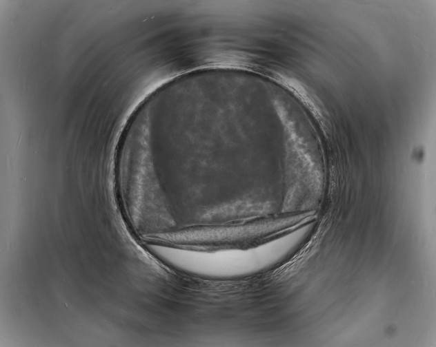 X0000098181331200805151131