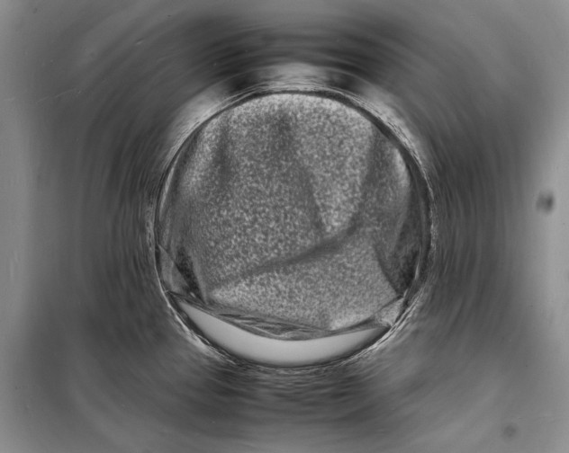 X0000098181337200805151131