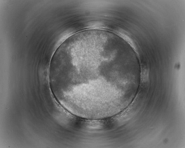 X0000098181338200805151132