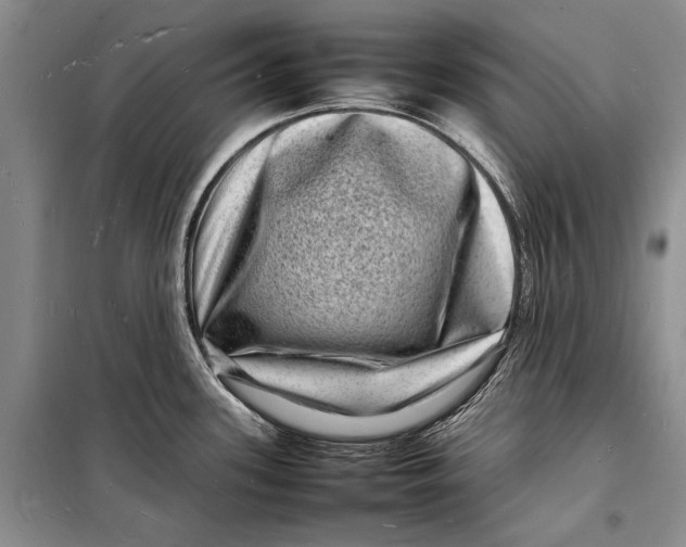 X0000098181339200805151132