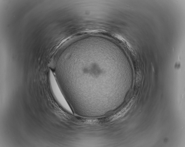 X0000098181353200805151131