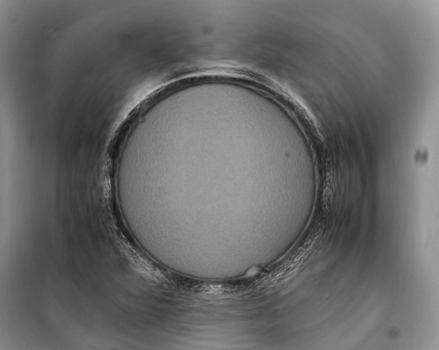 X0000098181360200805151131