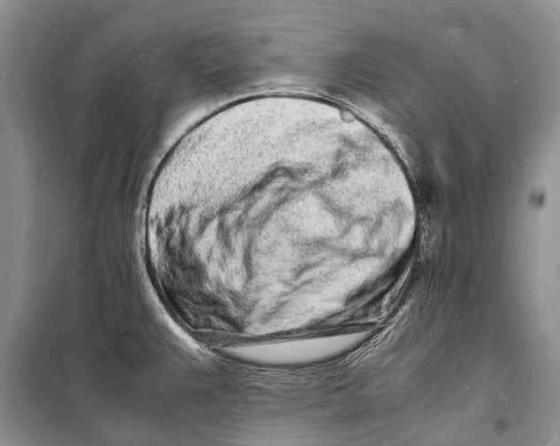 X0000098181383200805151130