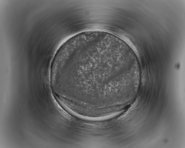 X0000098181388200805151130