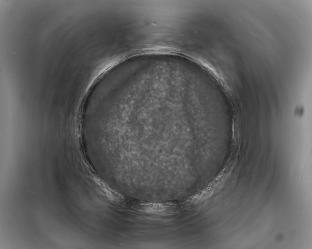 X0000098181405200805151129