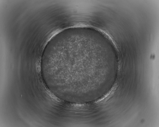 X0000098181409200805151129