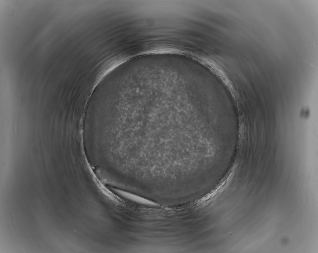 X0000098181425200805151130