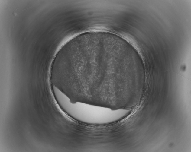 X0000098181429200805151130