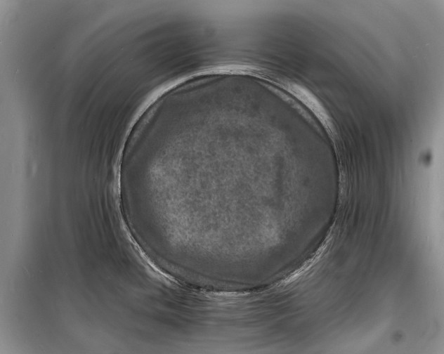 X0000098181436200805151130