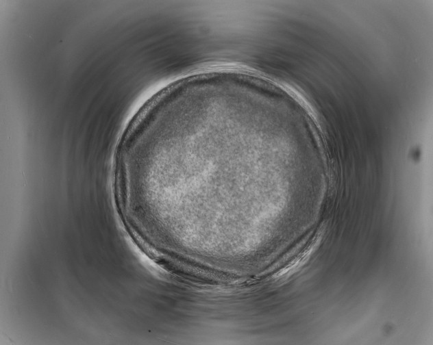 X0000098181438200805151130