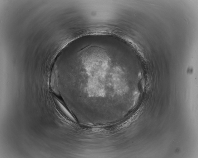 X0000098181449200805151129