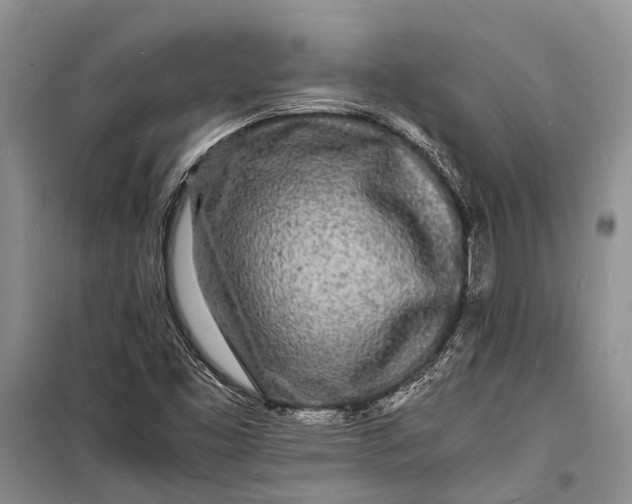 X0000098181453200805151129