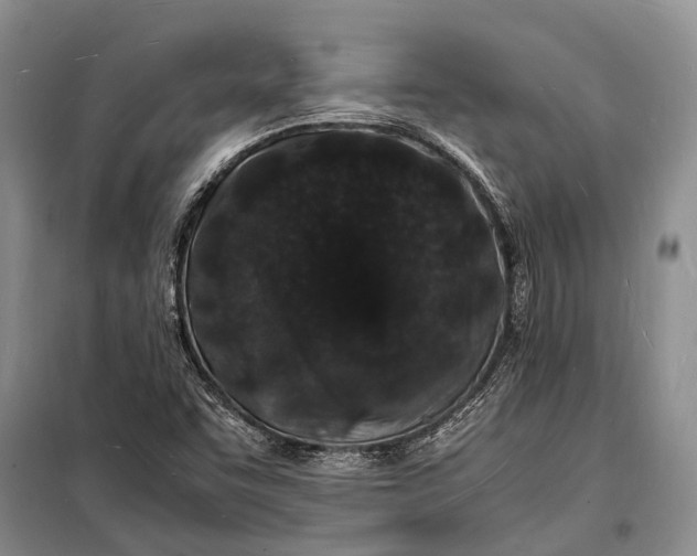 X0000098181455200805151129