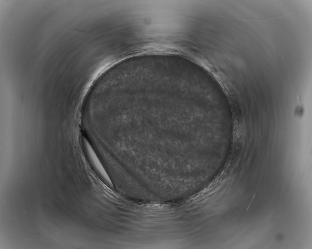 X0000098181459200805151129