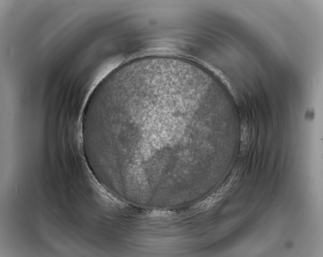 X0000098181466200805151129