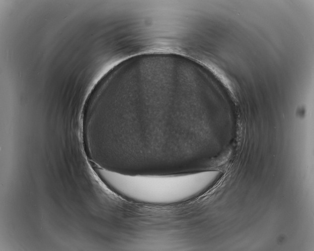 X0000098181468200805151129