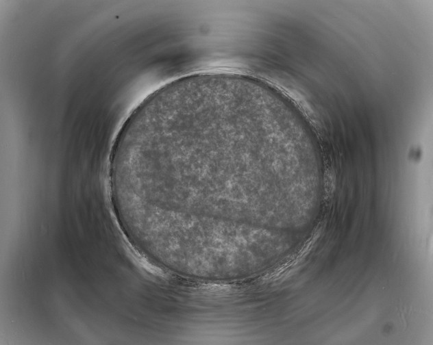 X0000098181470200805151129