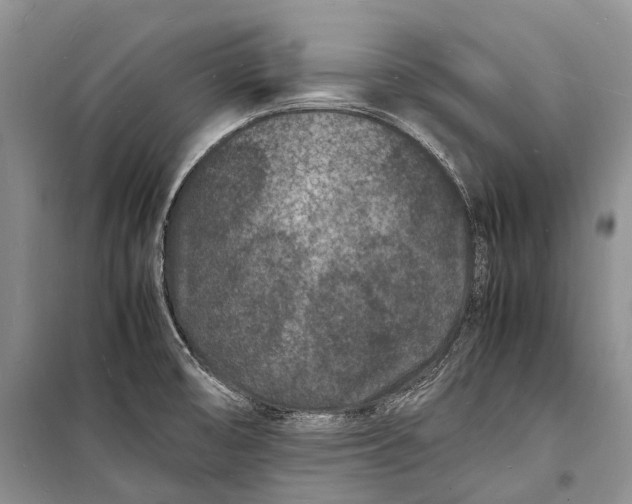 X0000098181474200805151129