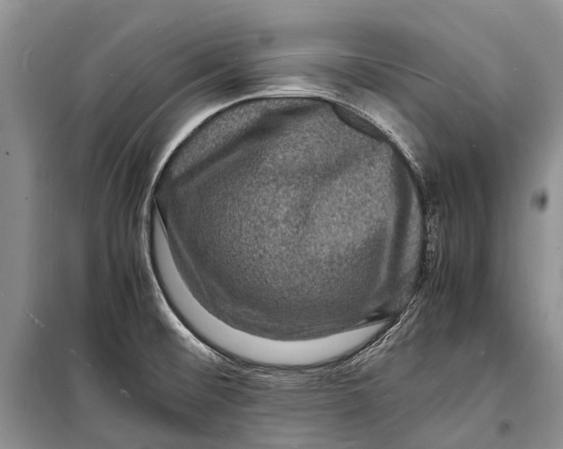 X0000098181476200805151129