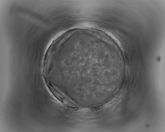 X0000098181477200805151129