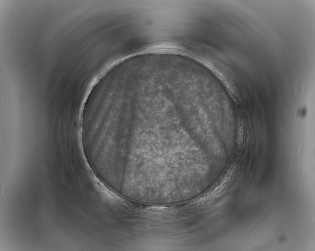 X0000098181478200805151129