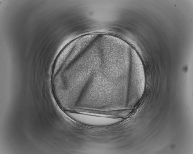 X0000098181483200805151128