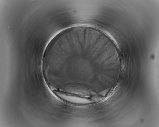 X0000098181484200805151128