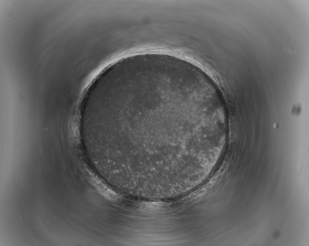 X0000098181502200805151128