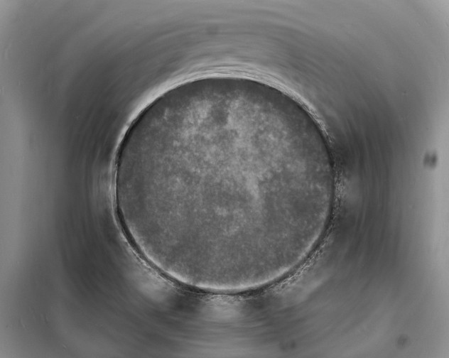 X0000098181514200805151128